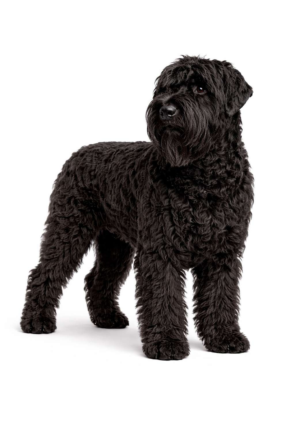 Russischer Schwarzer Terrier