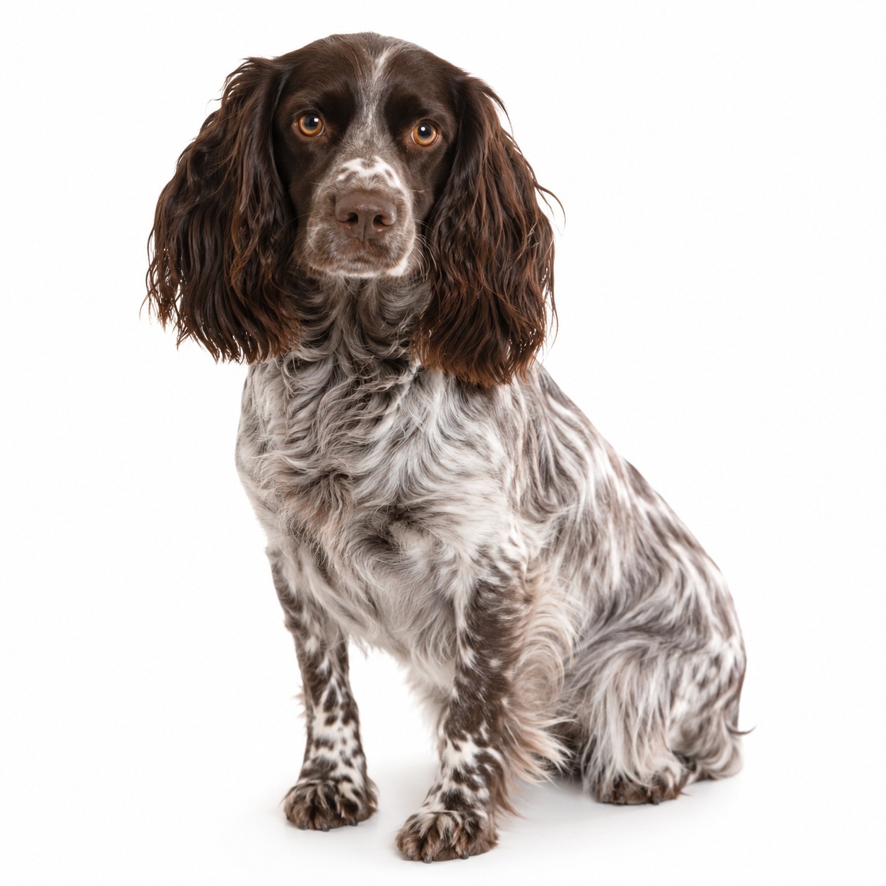Russischer Spaniel