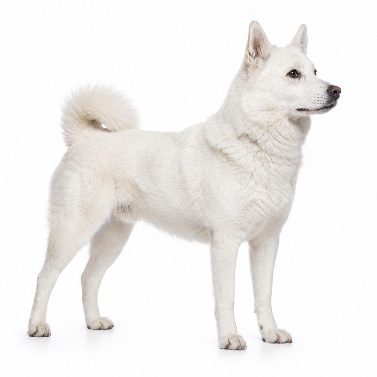 Schwedische Weiße Elchhund