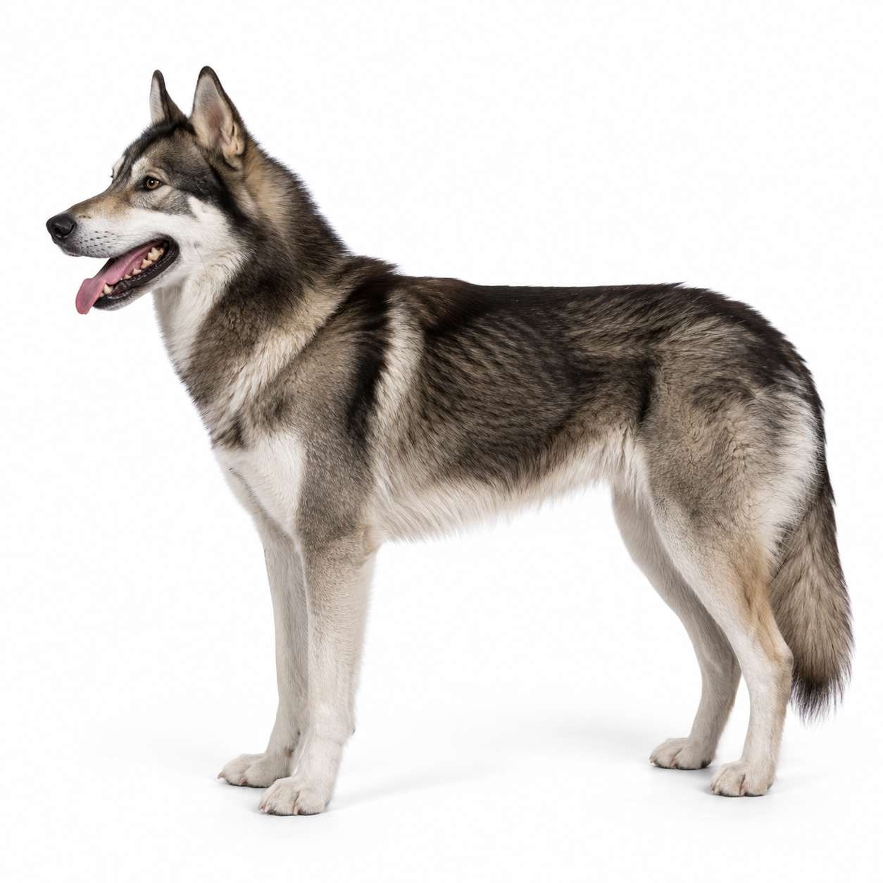 Seppala Siberian Sleddog