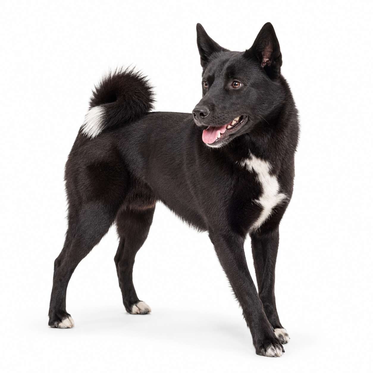 Seskar-Hund