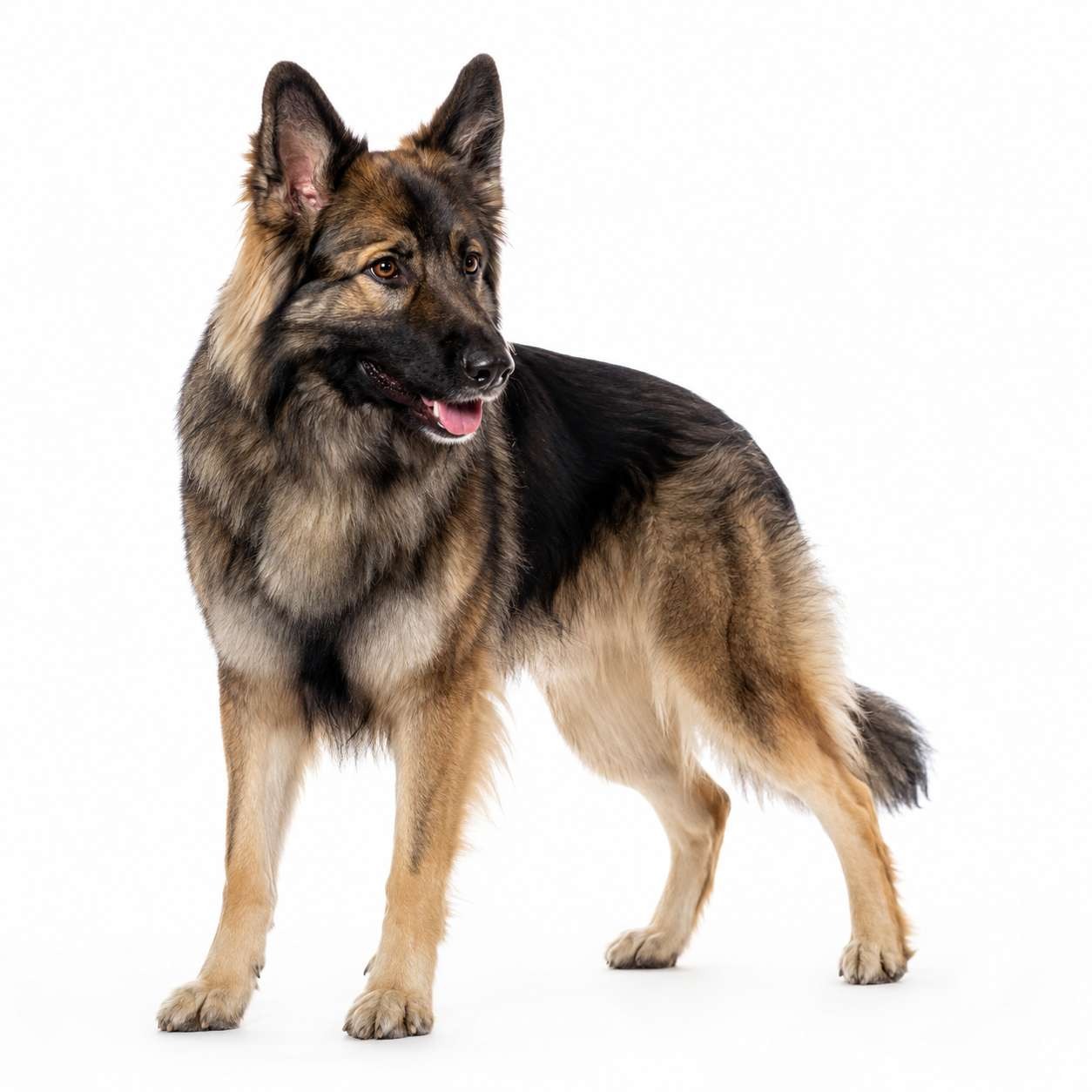 Shiloh Shepherd