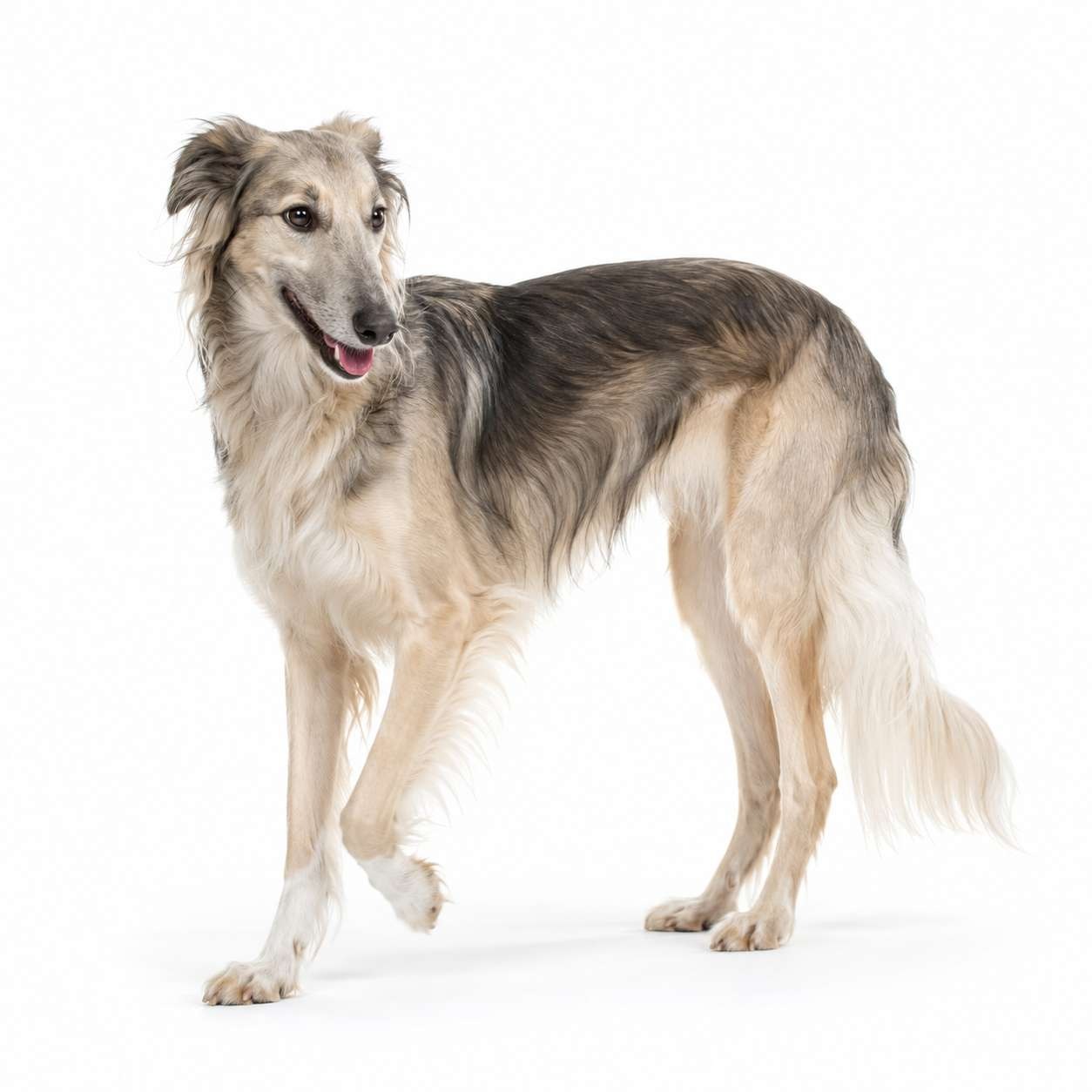Silken Windhound und Silken Windsprite