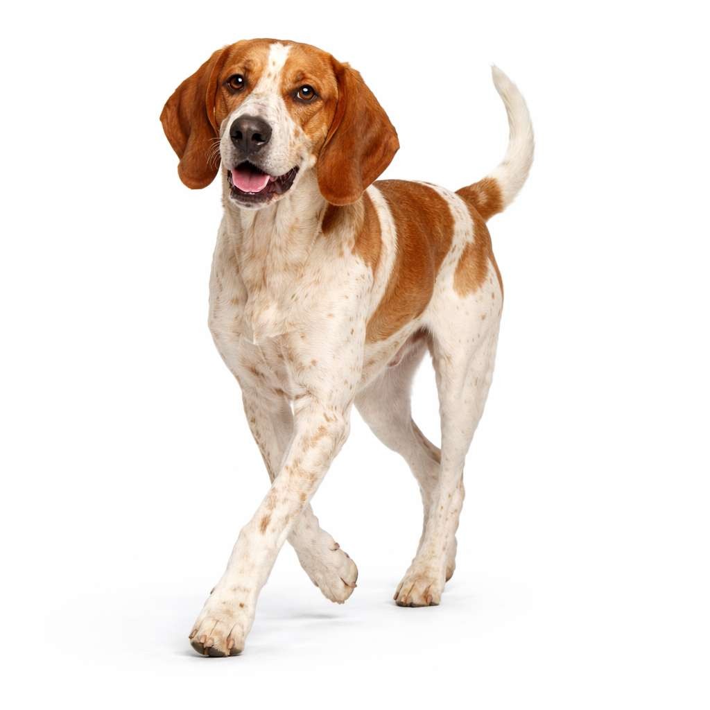 Spanischer Laufhund