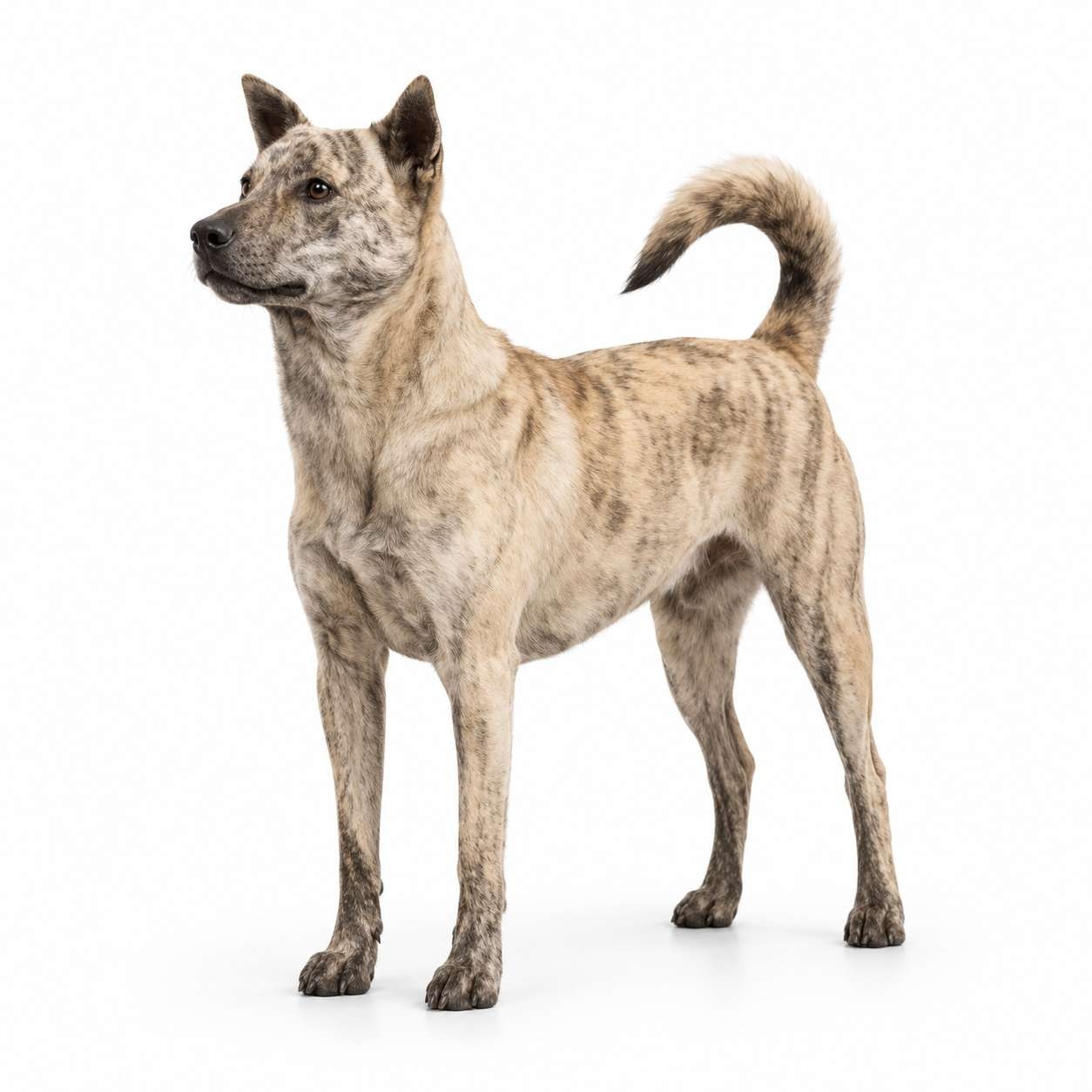 Taiwanhund