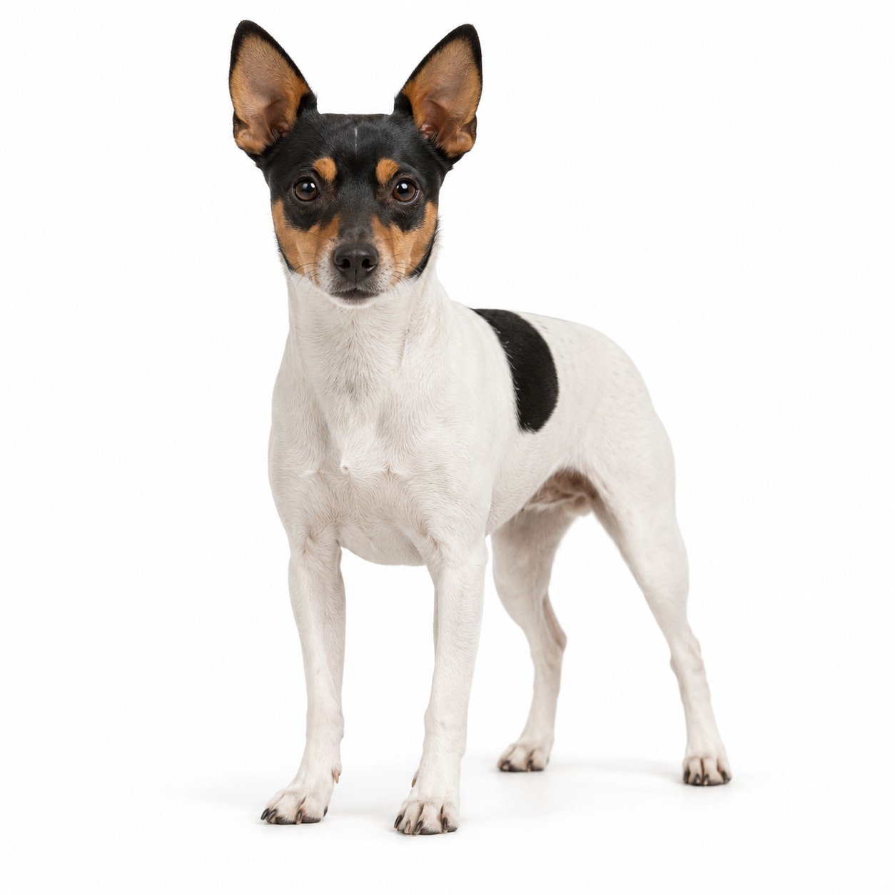 Teddy Roosevelt Terrier