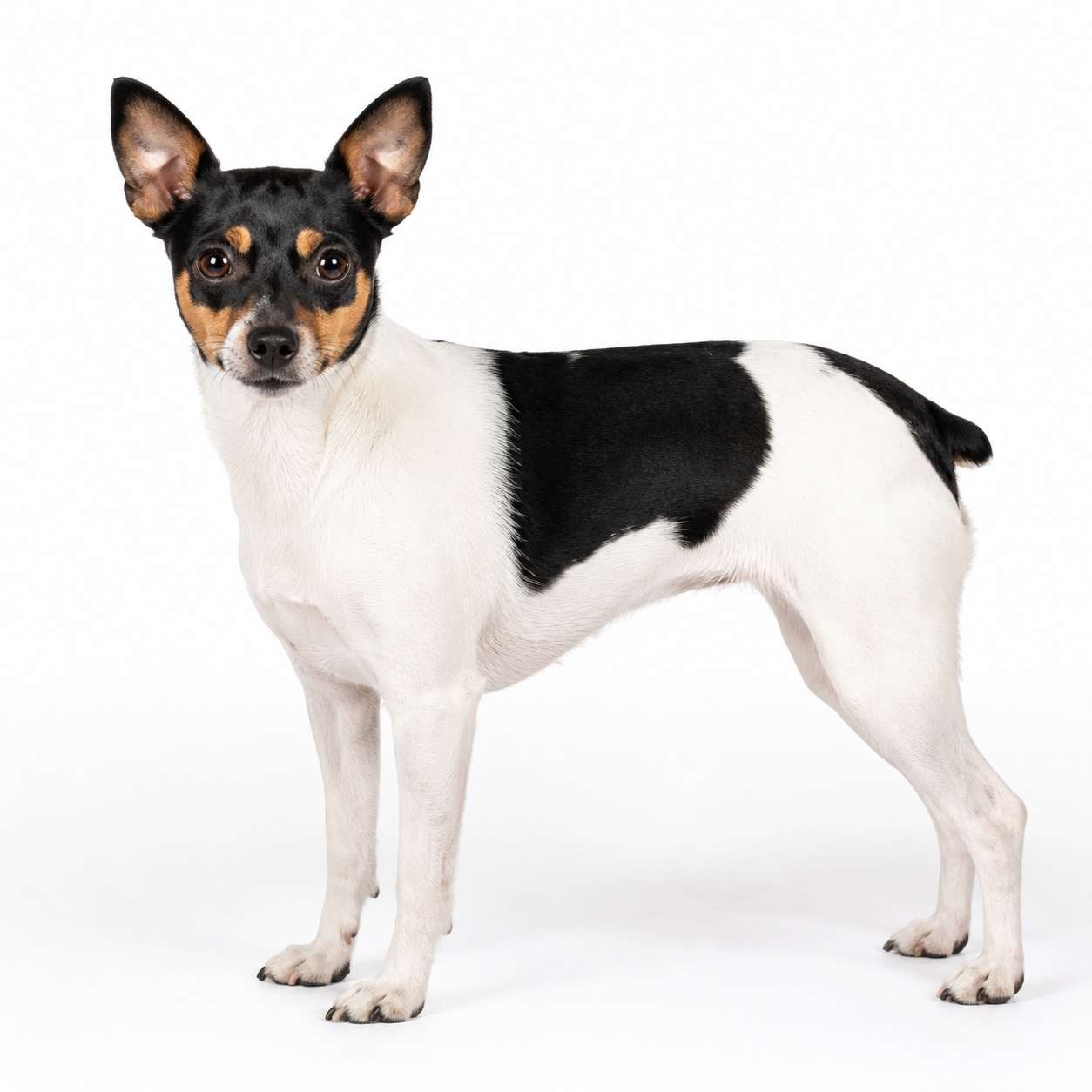 Tenterfield Terrier