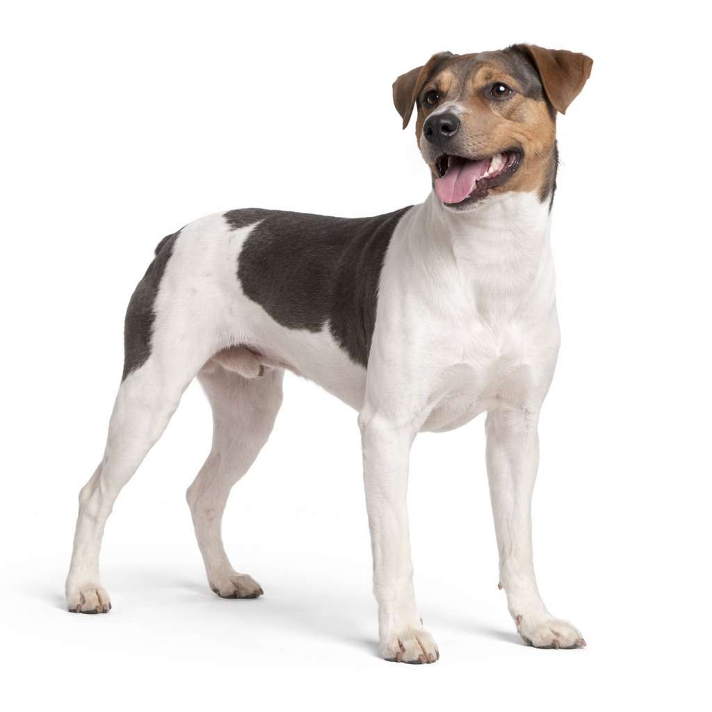 Terrier Brasileiro