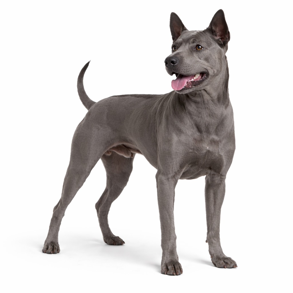 Thai Ridgeback