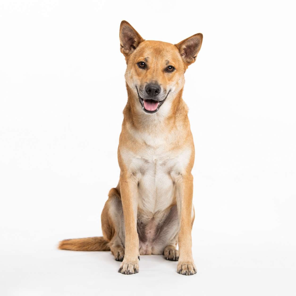 Thailändischer Dorfhund