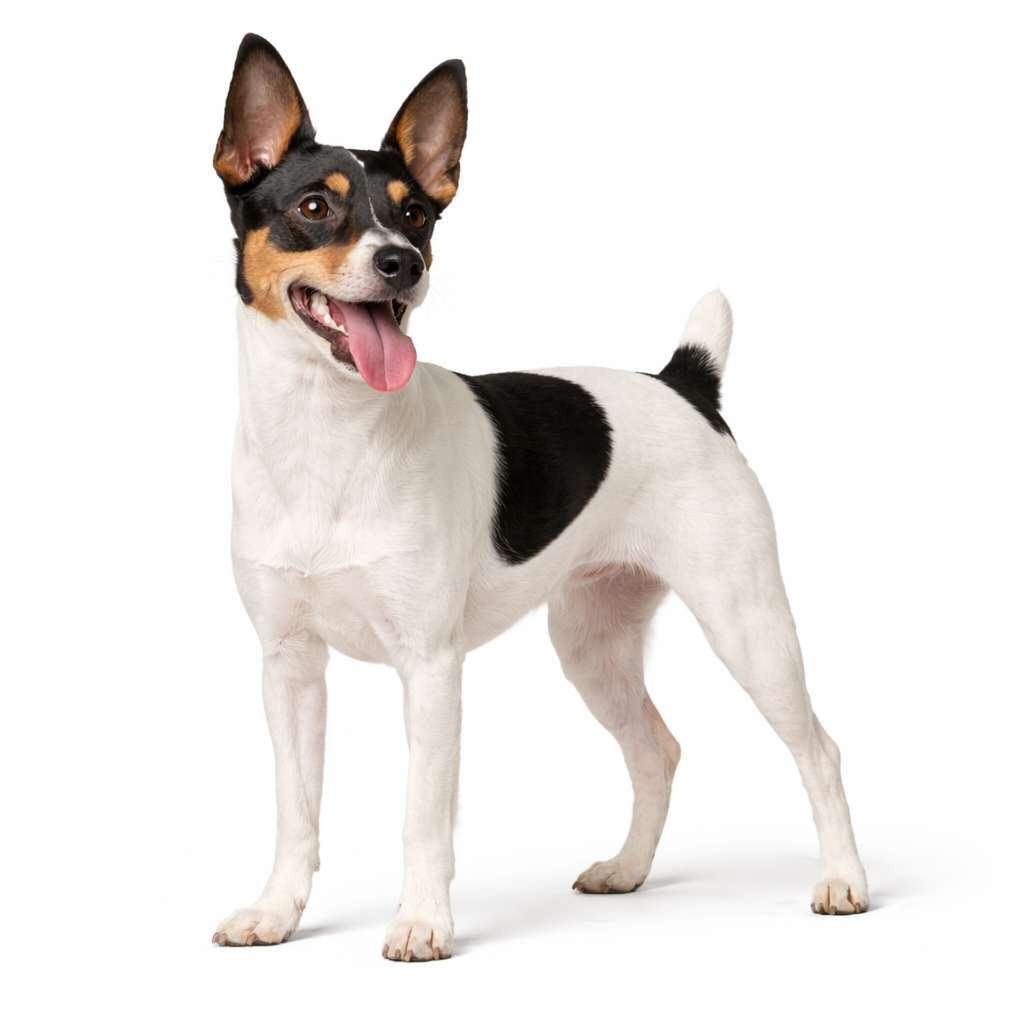 Toy Fox Terrier
