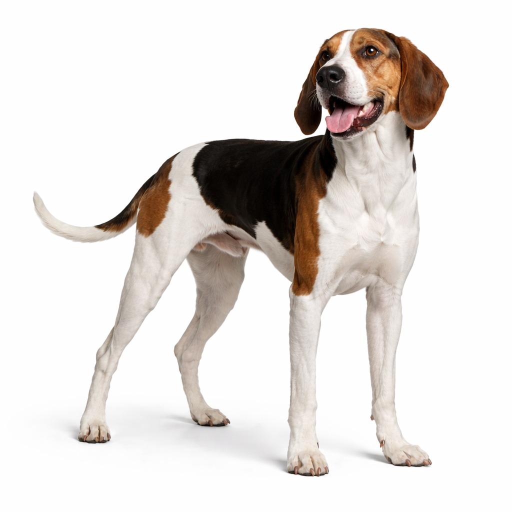 Treeing Walker Coonhound