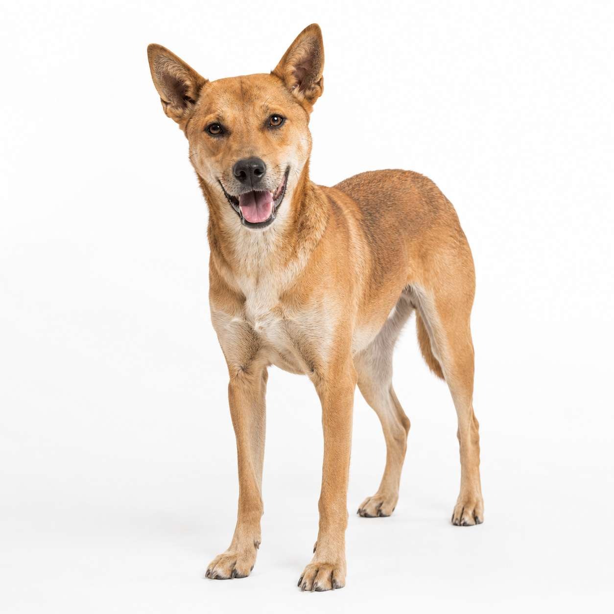 Vietnamesischer Dorfhund